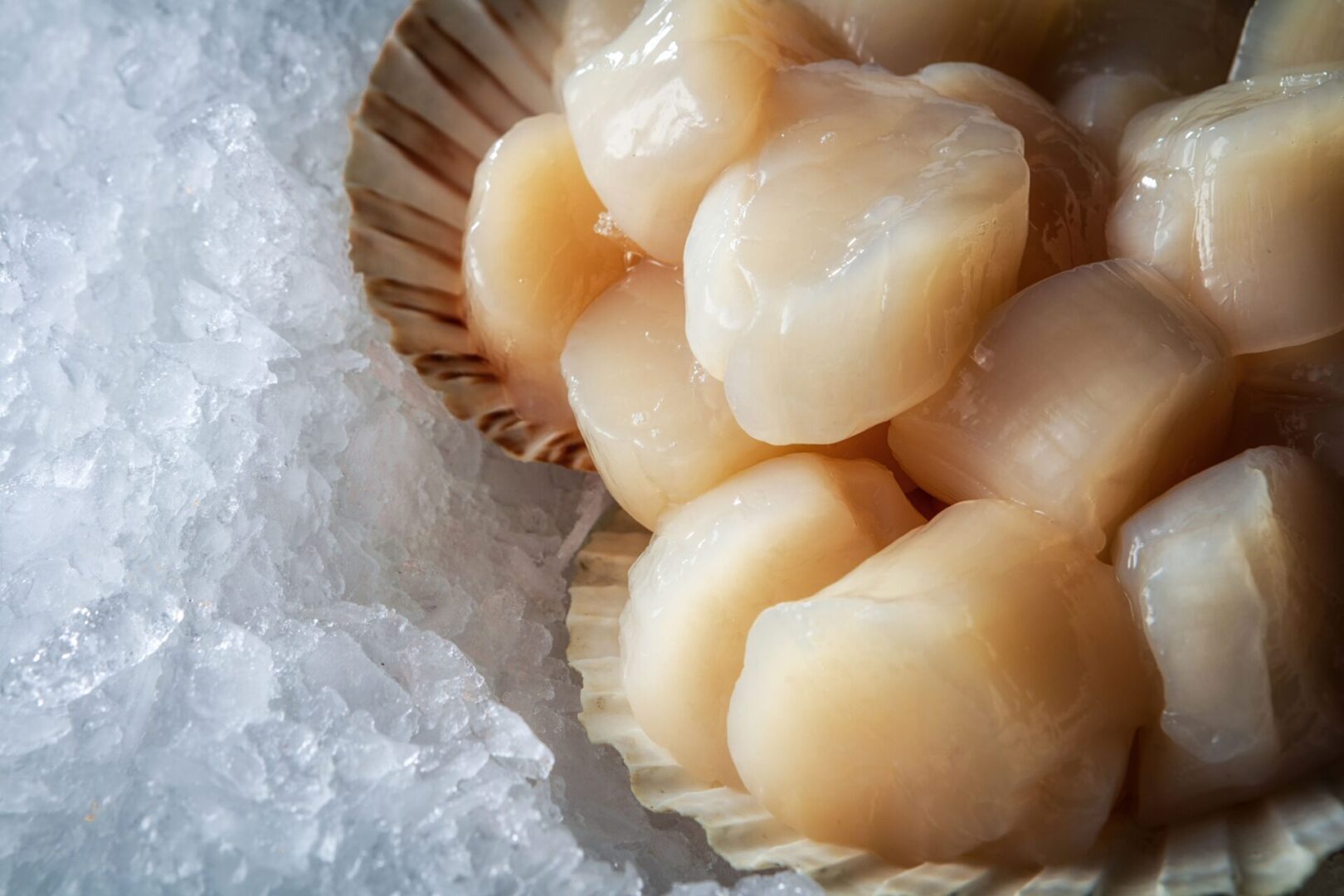 Sea delicacies. Fresh seafood. Scallops on ice.