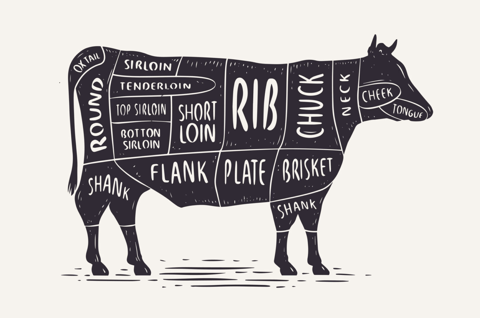 Cut of beef. Butcher diagram and scheme. Cow vintage typographic